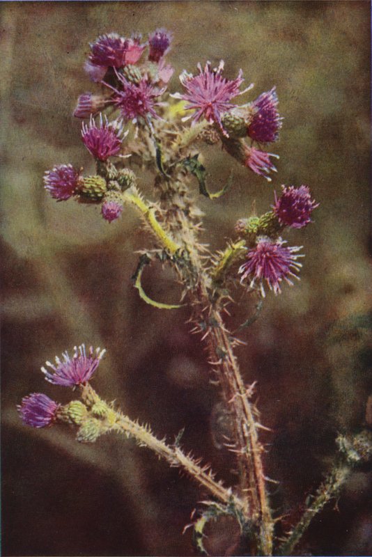 Villikukat: Marsh Thistle (värikuva) tekijältä Charles Essenhigh Corke