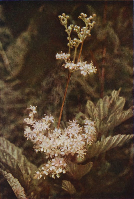 Villikukat: Meadow-Sweet (värikuva) tekijältä Charles Essenhigh Corke