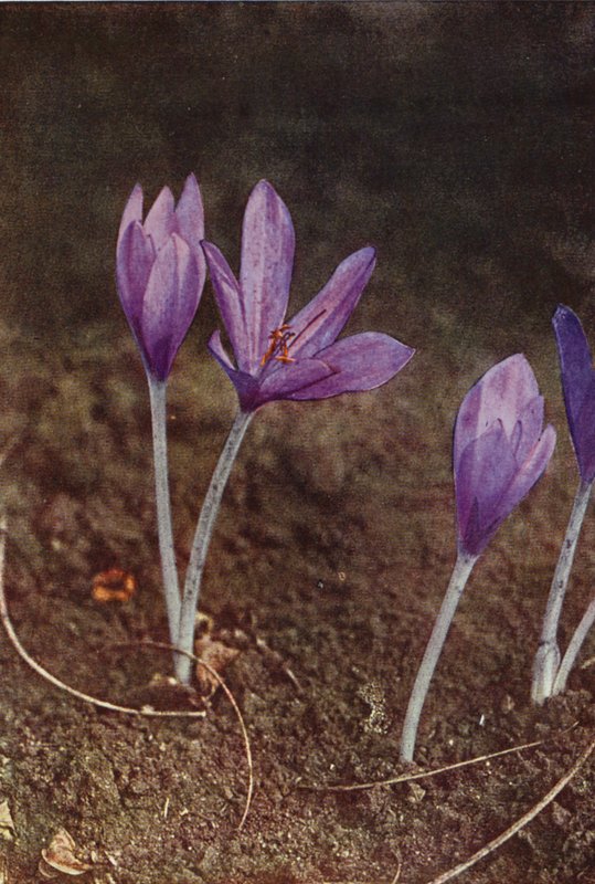 Villikukat: Meadow Saffron (värikuva) tekijältä Charles Essenhigh Corke