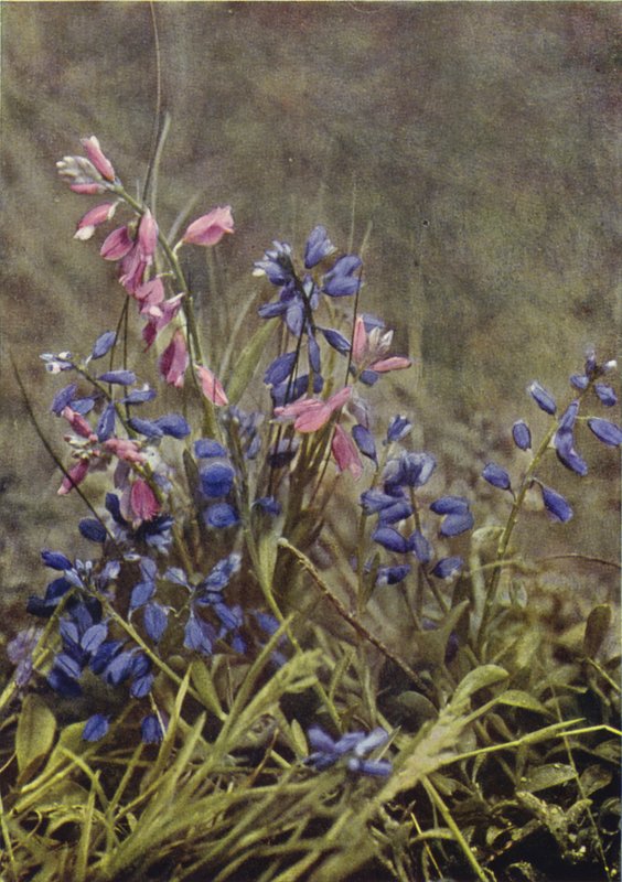 Luonnonvaraiset kukat: Milkwort (värikuva) tekijältä Charles Essenhigh Corke