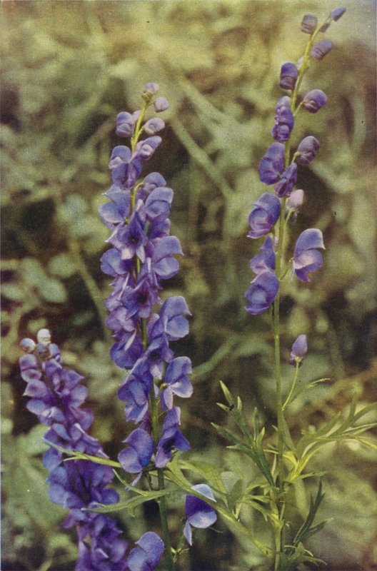 Villikukat: Monkshood (värikuva) tekijältä Charles Essenhigh Corke