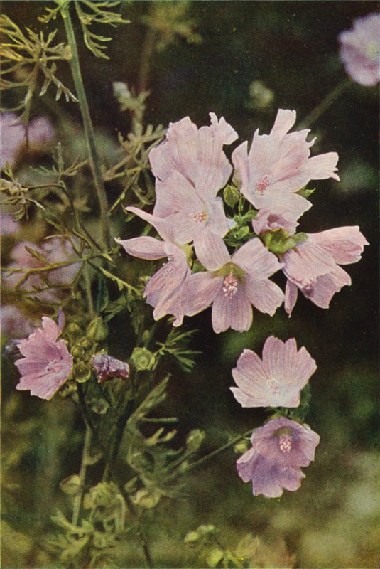 Villikukat: Musk Mallow (värikuva) tekijältä Charles Essenhigh Corke