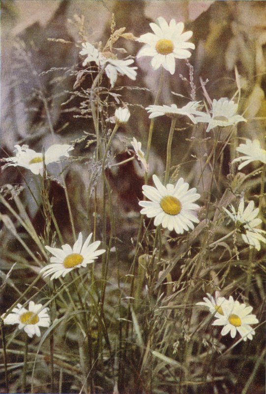 Villikukat: Ox-Eye Daisy (värikuva) tekijältä Charles Essenhigh Corke