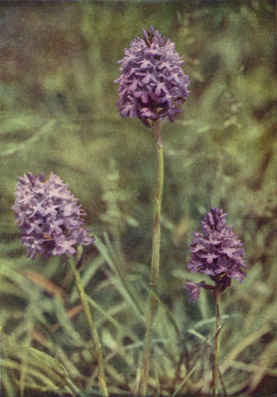 Villikukat: Pyramid Orchis (värikuva) tekijältä Charles Essenhigh Corke