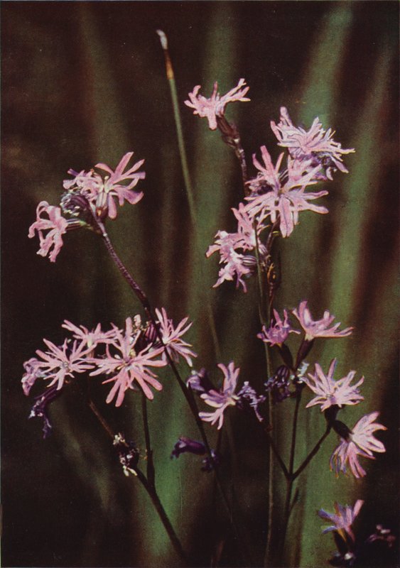 Villikukat: Ragged Robin (värikuva) tekijältä Charles Essenhigh Corke