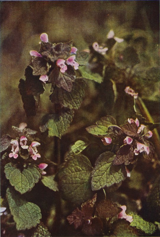 Villikukat: Red Dead Nettle (värikuva) tekijältä Charles Essenhigh Corke