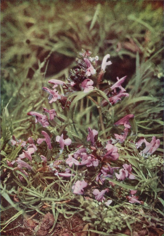 Villikukat: Red Rattle (värikuva) tekijältä Charles Essenhigh Corke