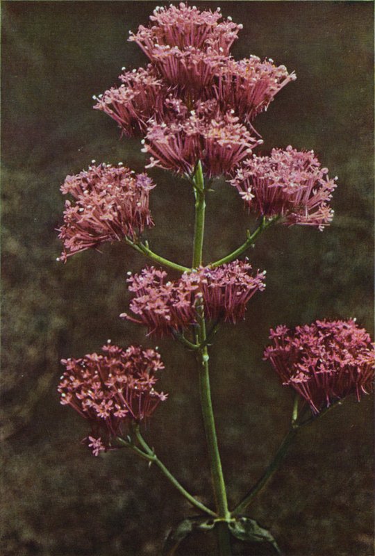 Villikukat: Red Valerian (värikuva) tekijältä Charles Essenhigh Corke