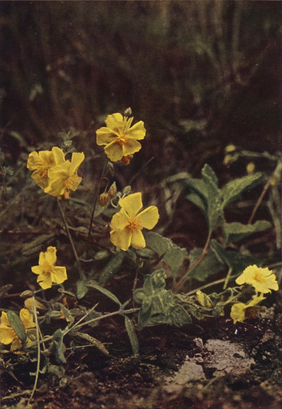 Villikukat: Rock Rose (värikuva) tekijältä Charles Essenhigh Corke
