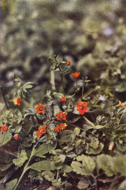 Villikukat: Scarlet Pimpernel (värikuva) tekijältä Charles Essenhigh Corke