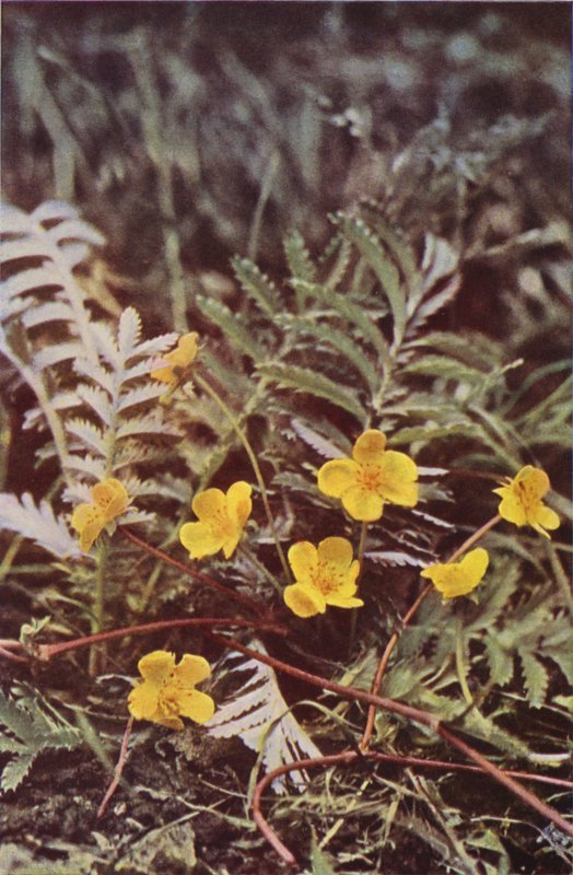 Villikukat: Silverweed (värikuva) tekijältä Charles Essenhigh Corke