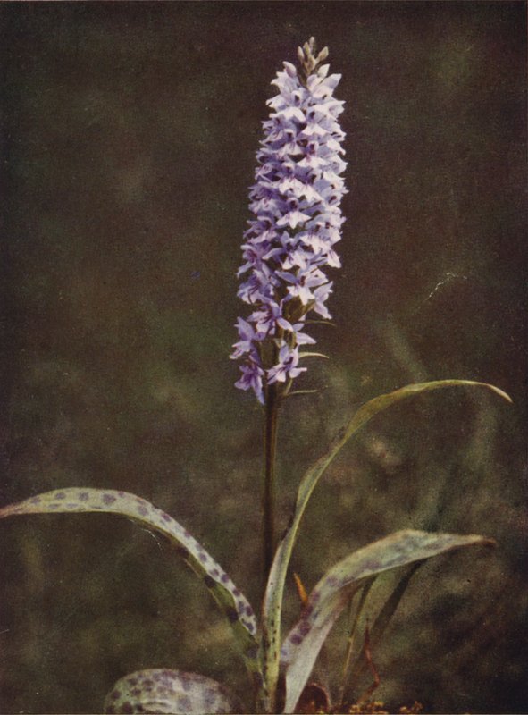 Villikukat: Spotted Orchis (värikuva) tekijältä Charles Essenhigh Corke