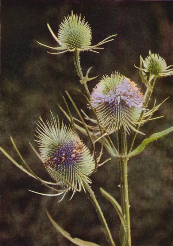 Villikukat: Teasel (värikuva) tekijältä Charles Essenhigh Corke