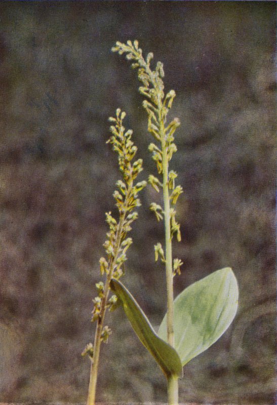 Villikukat: Twayblade (värikuva) tekijältä Charles Essenhigh Corke