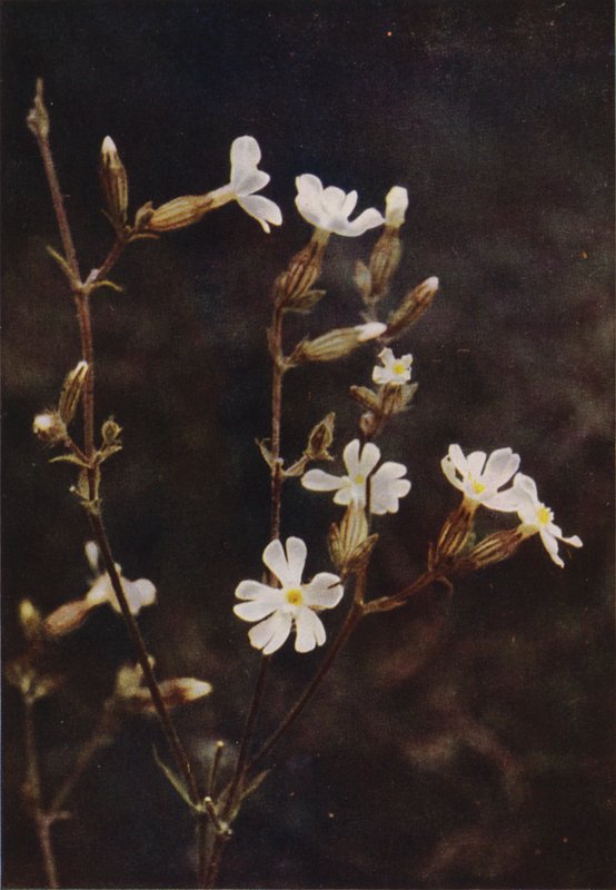 Villikukat: White Campion (värikuva) tekijältä Charles Essenhigh Corke