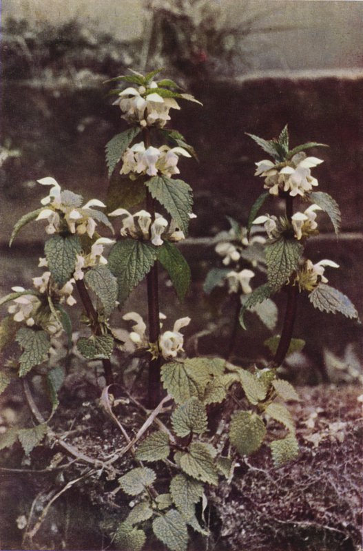 Villikukat: White Deadnettle (värikuva) tekijältä Charles Essenhigh Corke