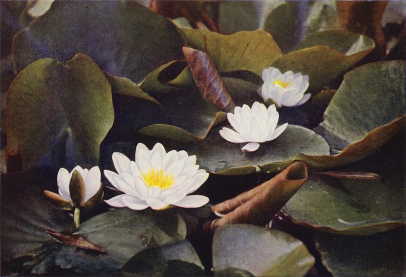Villikukat: White Water Lily (värikuva) tekijältä Charles Essenhigh Corke