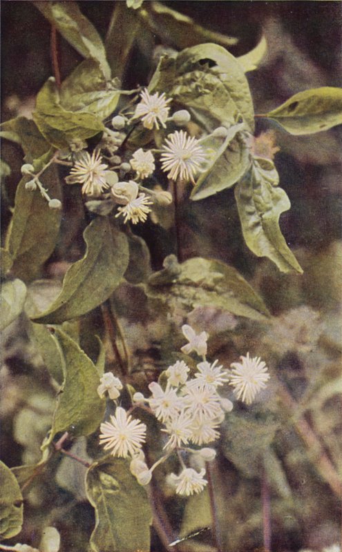 Villikukat: Wild Clematis (värikuva) tekijältä Charles Essenhigh Corke