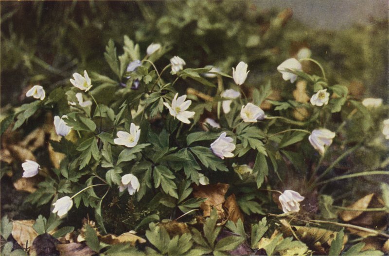 Villikukat: Wood Anemone (värikuva) tekijältä Charles Essenhigh Corke
