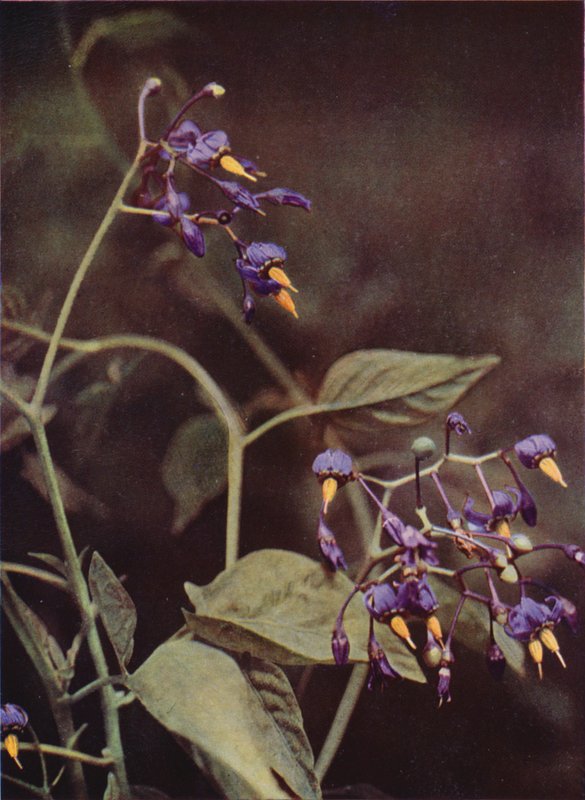 Villikukat: Woody Nightshade (värikuva) tekijältä Charles Essenhigh Corke