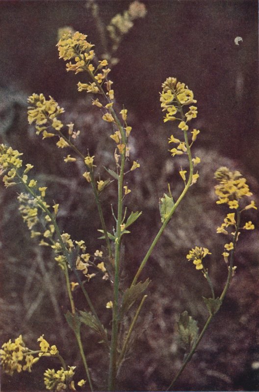 Villikukat: Yellow Rocket (värikuva) tekijältä Charles Essenhigh Corke