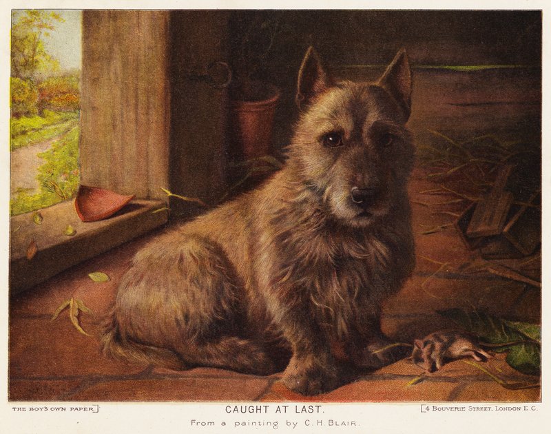 Viimein kiinni (väri litho) tekijältä Charles Henry Blair
