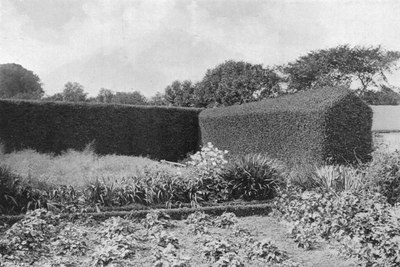 Box Hedges in Kitchen Garden (m/w kuva) tekijältä Charles Latham