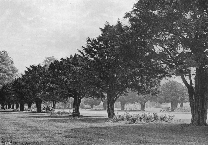 Yews Hampton Courtissa tänään (m/w kuva) tekijältä Charles Latham