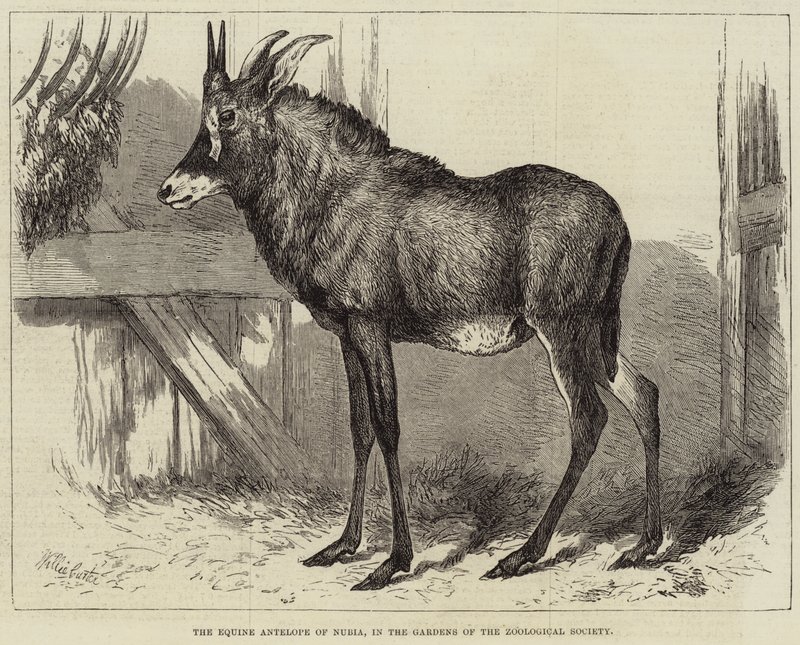 Nubian hevosantilooppi, Zoological Societyn puutarhoissa tekijältä Charles William Carter