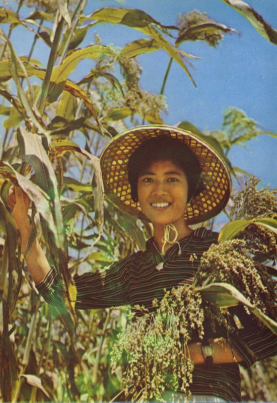 Taiwan: Sorghum, josta Kaoliang-viini valmistetaan. tekijältä Chinese Photographer
