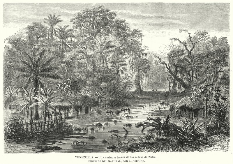 Polku Zulian viidakoiden läpi, Venezuela (litho) tekijältä Christian Anton Goering