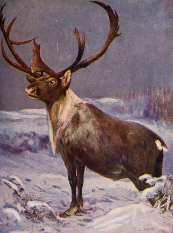 Eläintarhassa: Poro (väri litho) tekijältä Cuthbert Edmund Swan