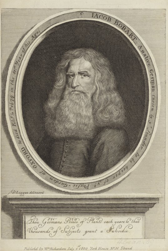 Jacob Bobart tekijältä David Loggan