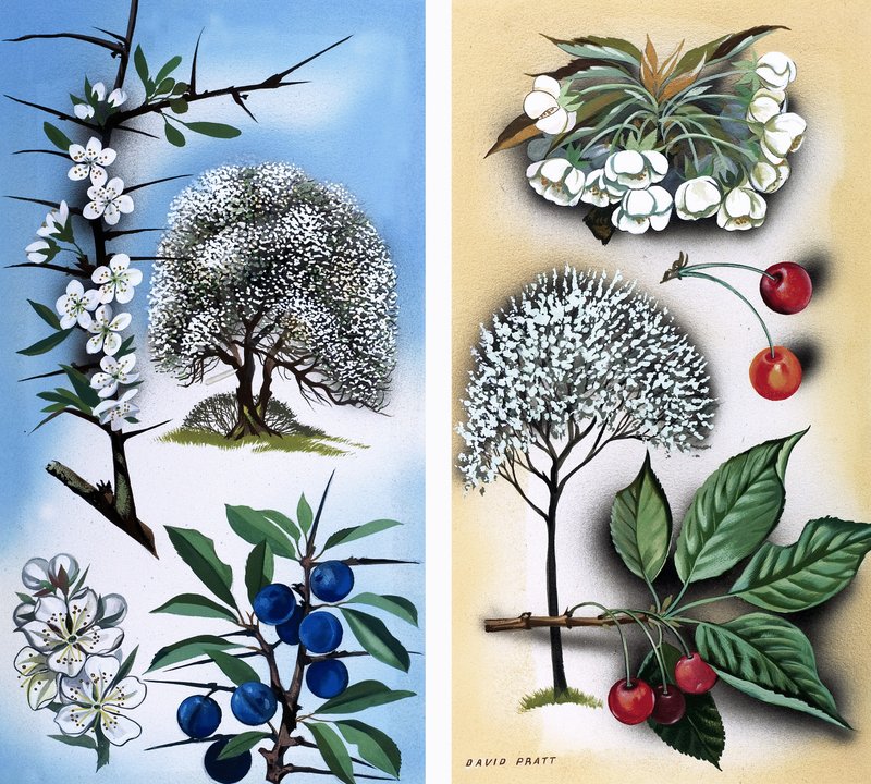 Kaikenlaisia luonnonvaraisia hedelmäpuita: Wild Cherry: Blackthorn  Wild Cherry tekijältä David Pratt