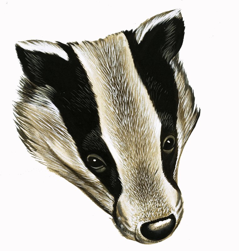 Herra ja rouva Badger kotona tekijältä David Pratt