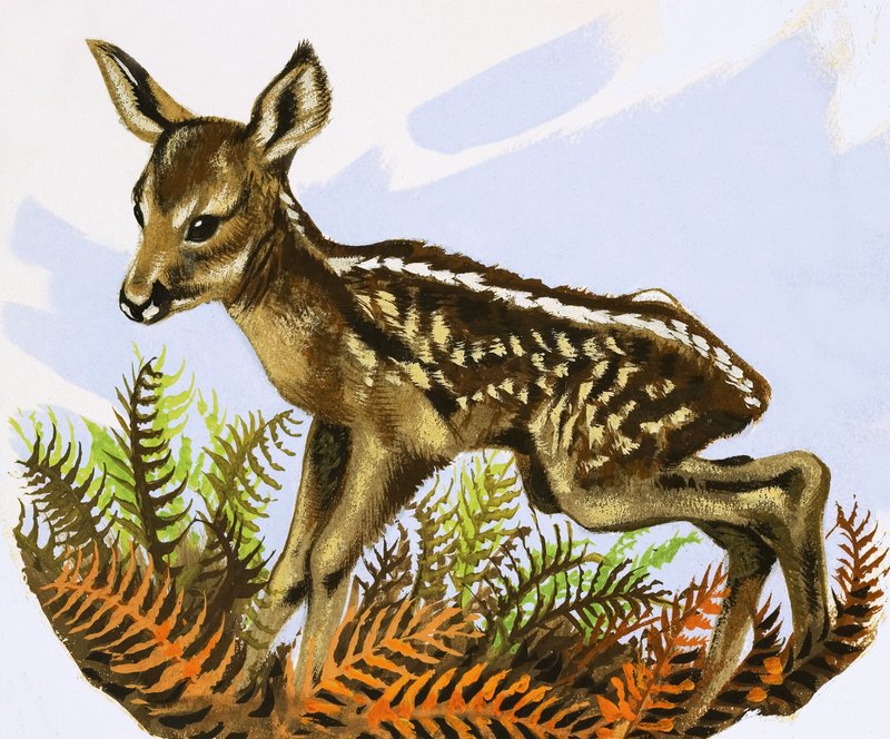 Metsäkauriin varsa tekijältä David Pratt
