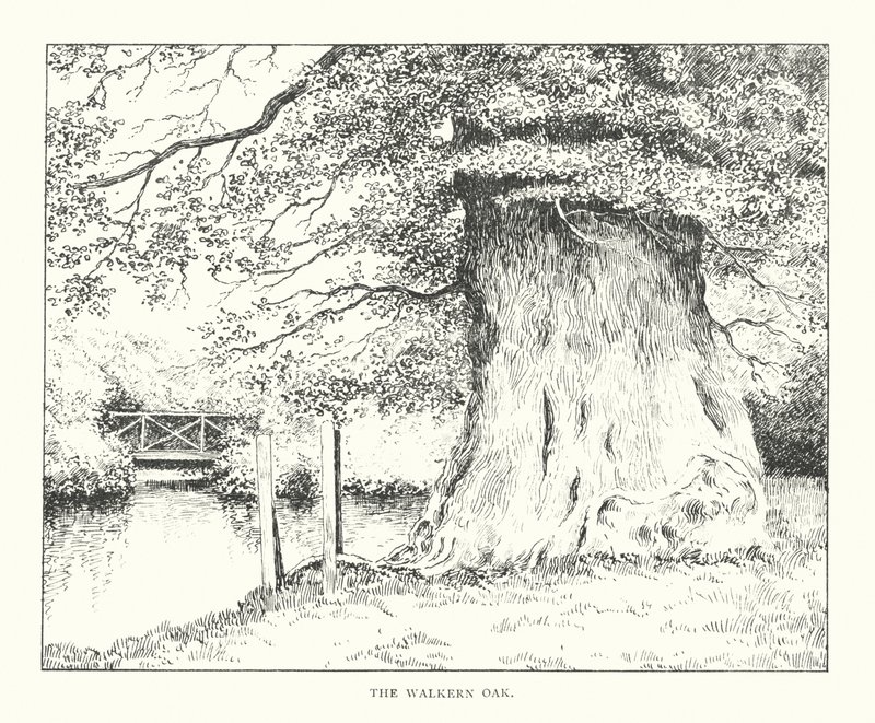 The Walkern Oak (litografia) tekijältä Duncan Moul