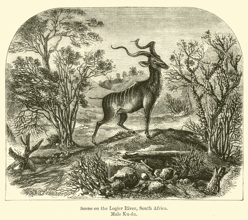 Kohtaus Logier-joella, Etelä-Afrikka, Male Ku-du tekijältä E. Jennings