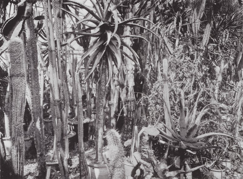 Kew Gardens, noin 1900 (s/w valokuva). tekijältä E. J. Wallis