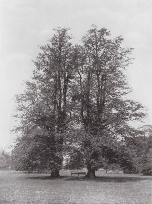 Kew Gardens, noin 1900 (s/w valokuva). tekijältä E. J. Wallis