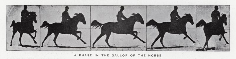 Eadweard Muybridge: Vaihe hevosen laukkaa (m/w kuva) tekijältä Eadweard Muybridge