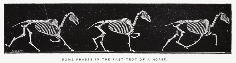 Eadweard Muybridge: Joitakin vaiheita hevosen nopeassa ravissa (m/w kuva) tekijältä Eadweard Muybridge