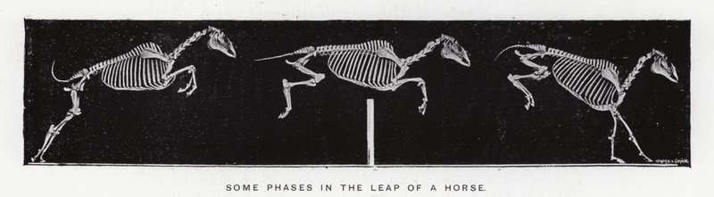 Eadweard Muybridge: Joitakin vaiheita hevosen hyppyssä (m/w kuva) tekijältä Eadweard Muybridge