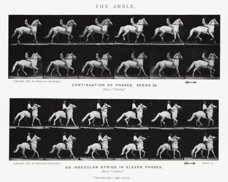 Eadweard Muybridge: The Amble (m/w kuva) tekijältä Eadweard Muybridge