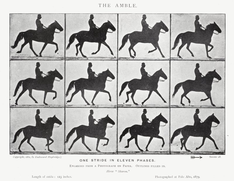 Eadweard Muybridge: The Amble (m/w kuva) tekijältä Eadweard Muybridge