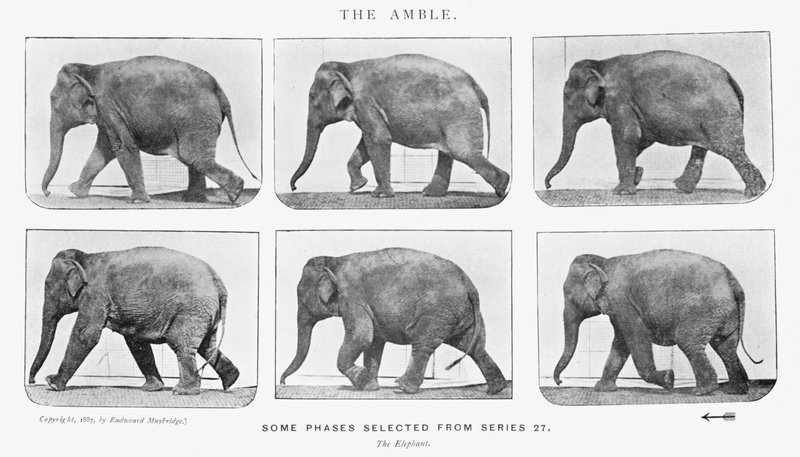 Eadweard Muybridge: Amble tekijältä Eadweard Muybridge