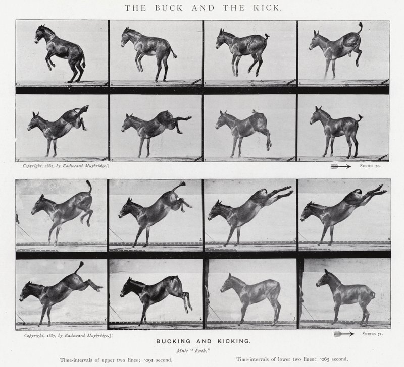 Eadweard Muybridge: The Buck and the Kick (m/v kuva) tekijältä Eadweard Muybridge