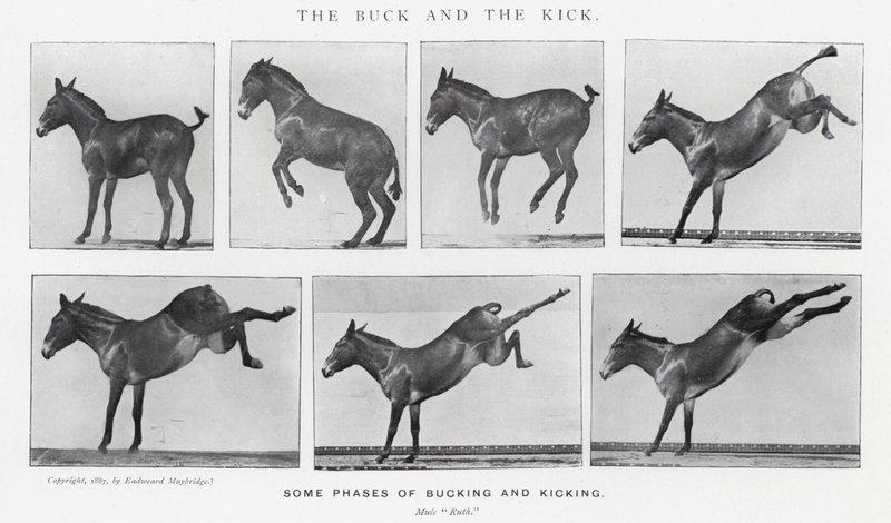 Eadweard Muybridge: The Buck and the Kick (m/v kuva) tekijältä Eadweard Muybridge