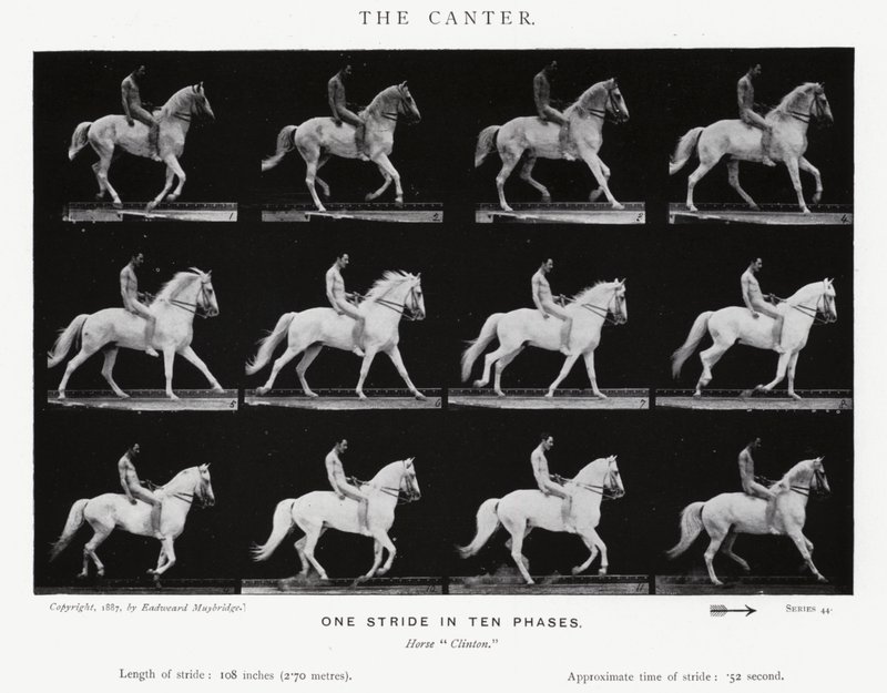 Eadweard Muybridge: The Canter (m/w kuva) tekijältä Eadweard Muybridge