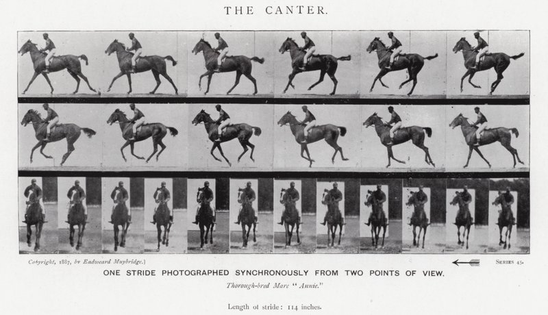 Eadweard Muybridge: The Canter (m/w kuva) tekijältä Eadweard Muybridge